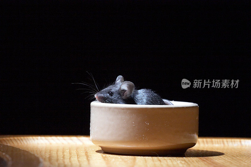 可爱的黑老鼠在碗景观