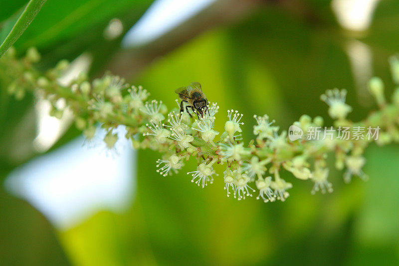 蜜蜂为海葡萄花授粉