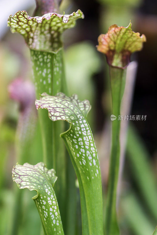 湿植物叶子特写镜头