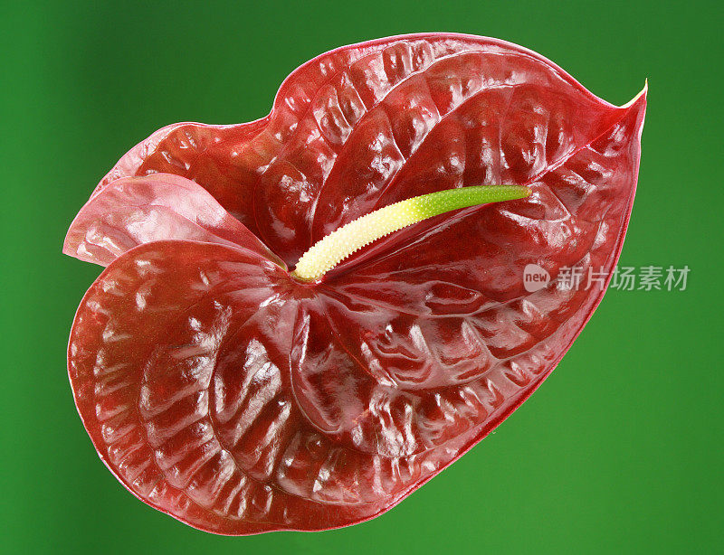 花烛属植物(火烈鸟莉莉)