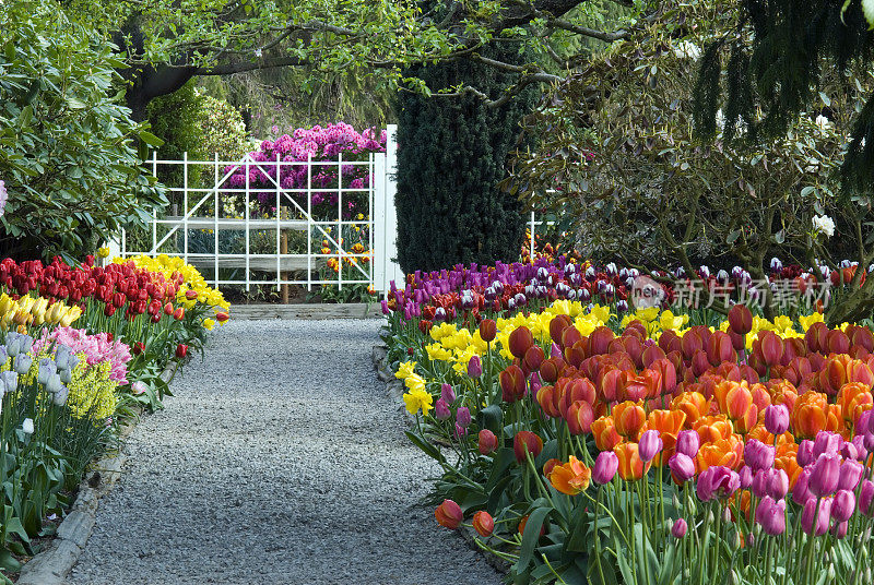 郁金香花园