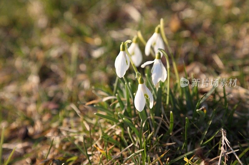 雪花莲