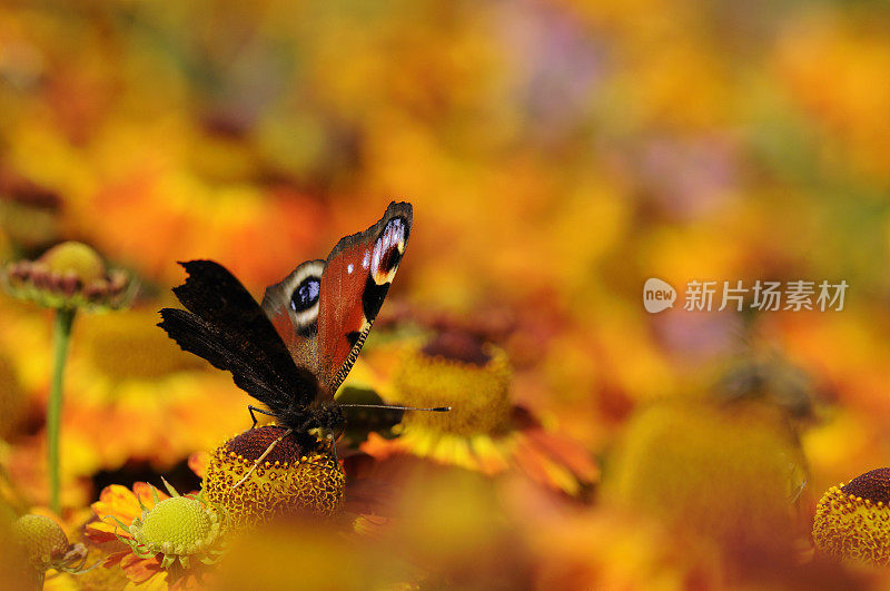 花上的孔雀蝶