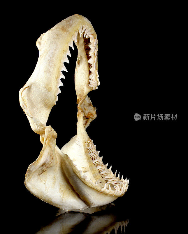 有锋利锯齿状牙齿的鲨鱼颌
