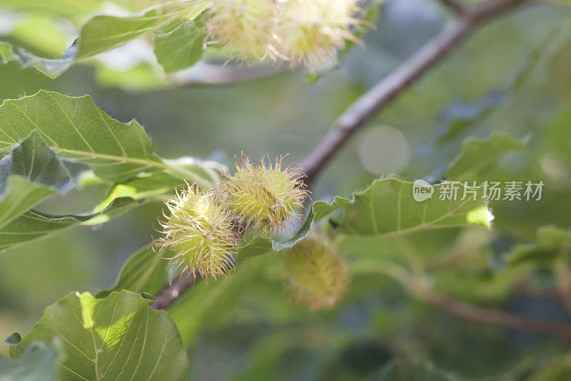 山毛榉(山毛榉)果实