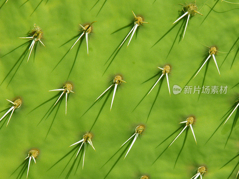 仙人掌的背景