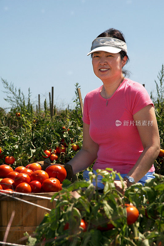 在花园里摘西红柿的女人