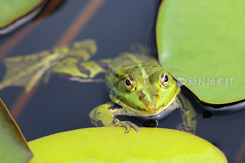 池塘里的绿色青蛙的特写
