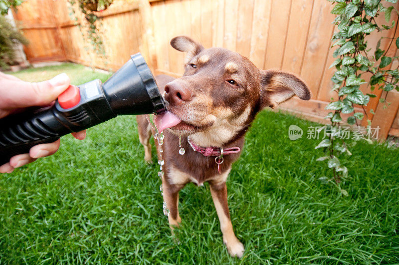 口渴的狗从花园里的水管里喝水
