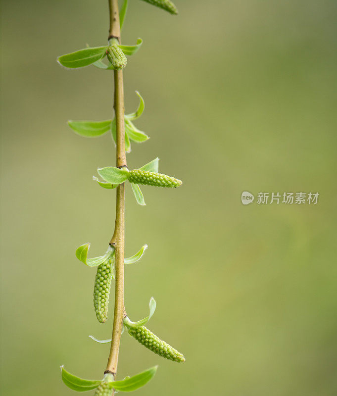 特写绿色分支。(景深较浅)