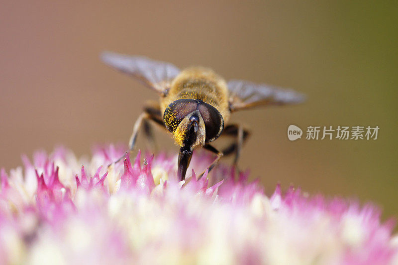 粪蜂在石竹上