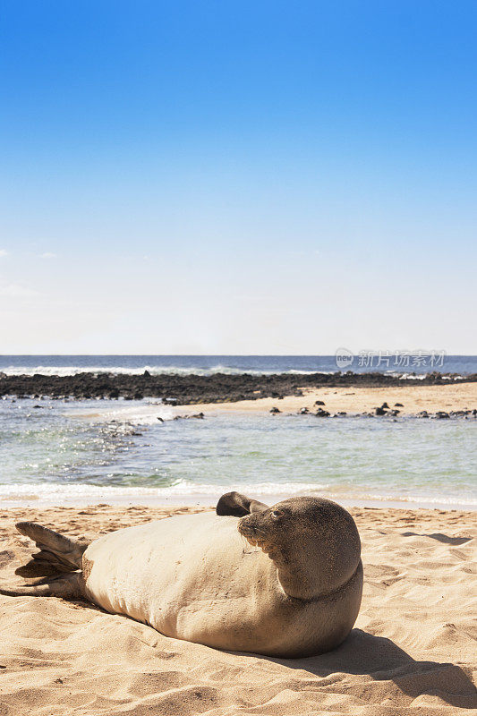 夏威夷考艾岛，Poipu海滩，在沙滩上醒来的僧海豹