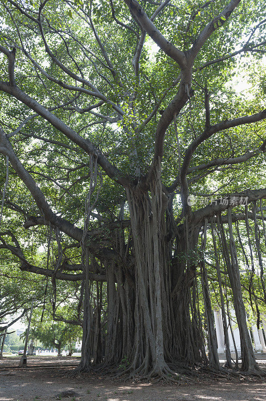 古巴哈瓦那市中心的一棵非常大的老榕树