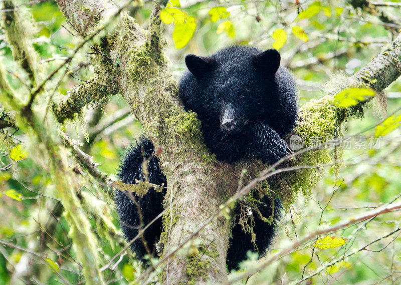 加拿大热带雨林中的黑熊幼崽