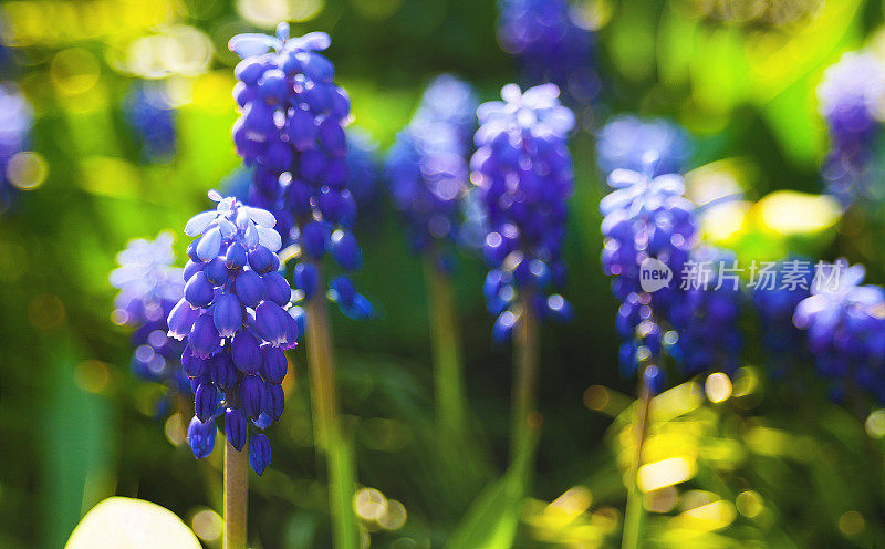 Muscari——葡萄风信子