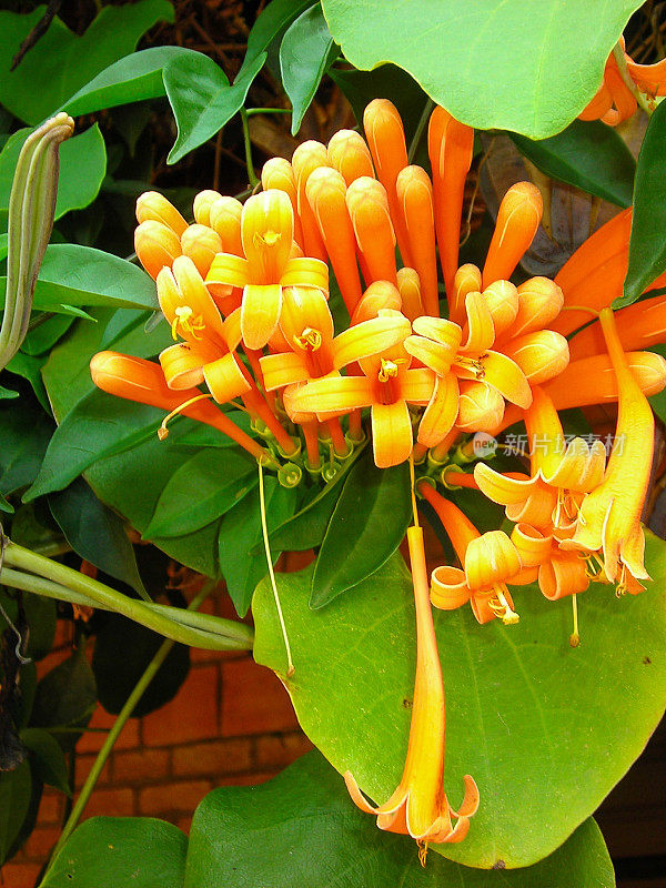 热带金银花藤观赏植物卢旺达南部中部非洲