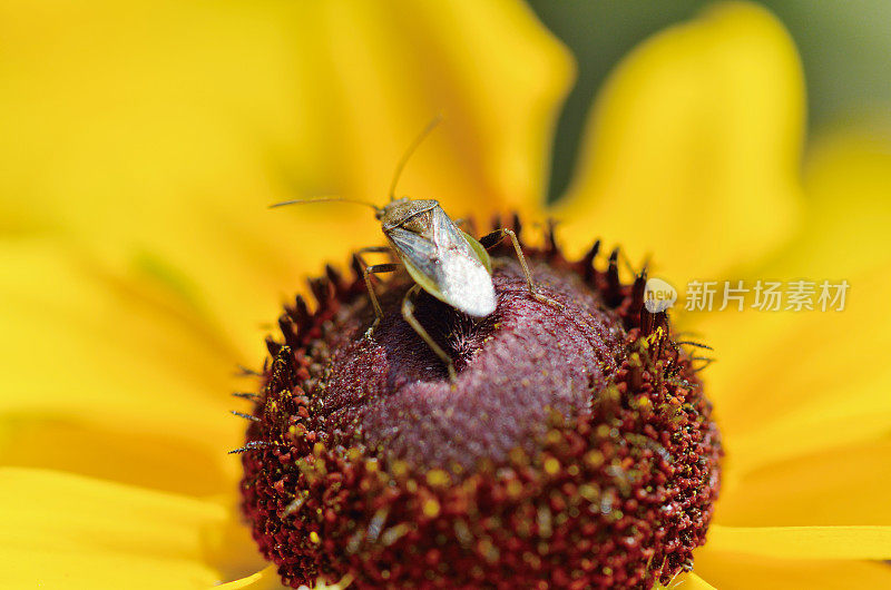 散发恶臭的昆虫