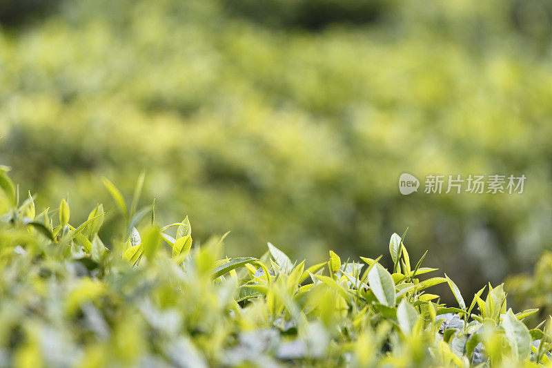 斯里兰卡种植的新鲜的绿色锡兰茶叶