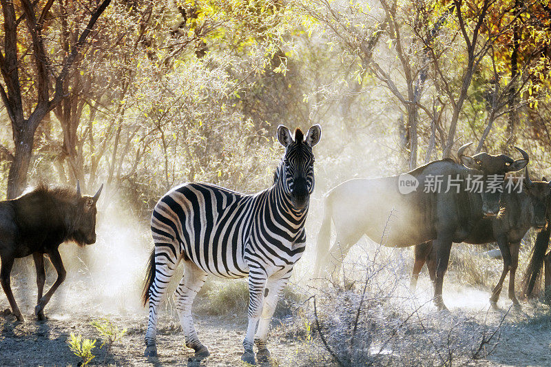 南非林波波市沃特堡地区的斑马和角马