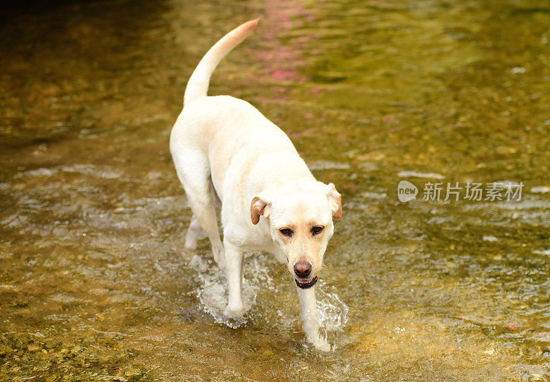 拉布拉多寻回犬