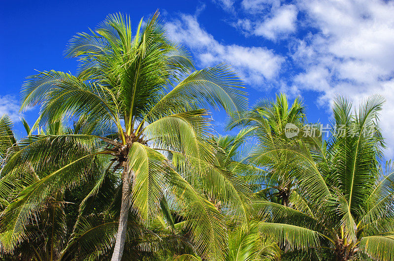 中美洲棕榈树和椰子