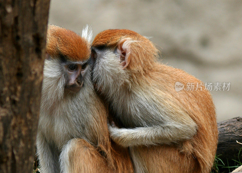 猴子分享秘密