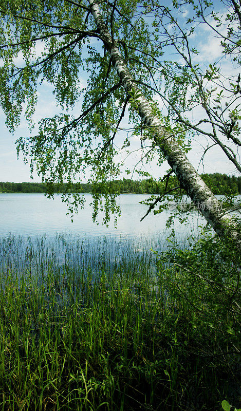 芬兰的湖景