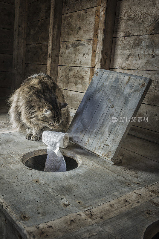 乡村厕所里的猫在玩纸卷。