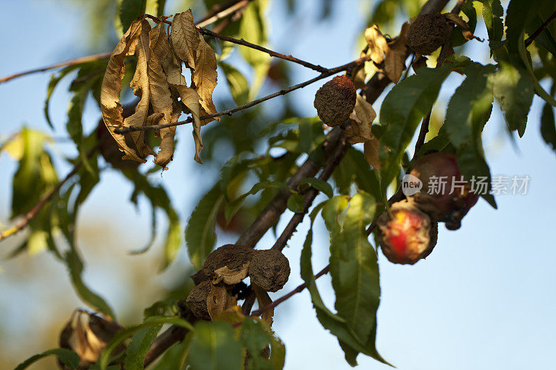 腐烂果实的桃树