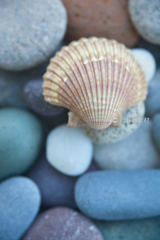 海滩蛤壳贝壳贝壳和卵石特写静物