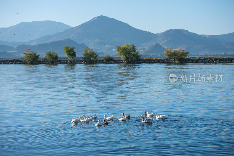 鸭子在湖上游泳