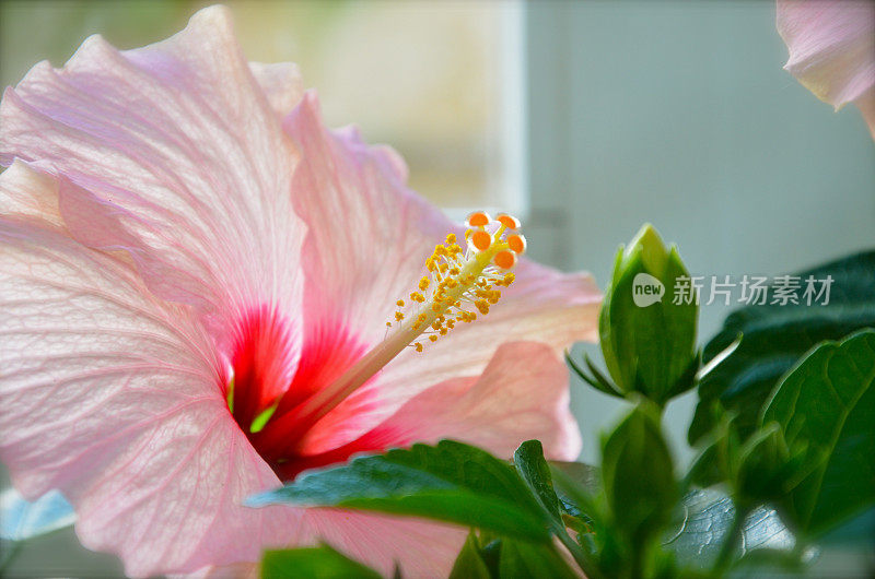 亮粉红色芙蓉