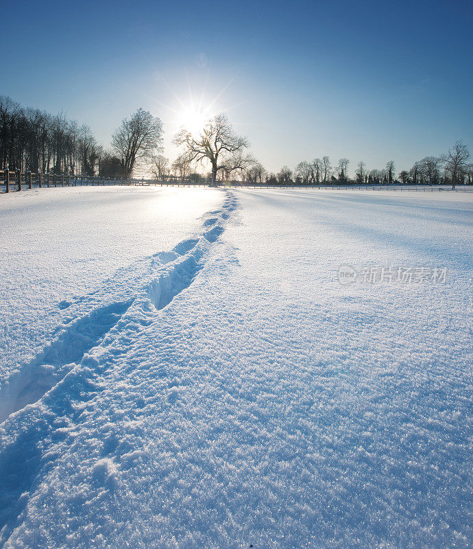 雪地上的脚印通向地平线上的树