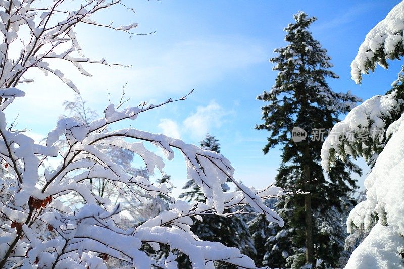 黑森林里有雪和太阳的冬天