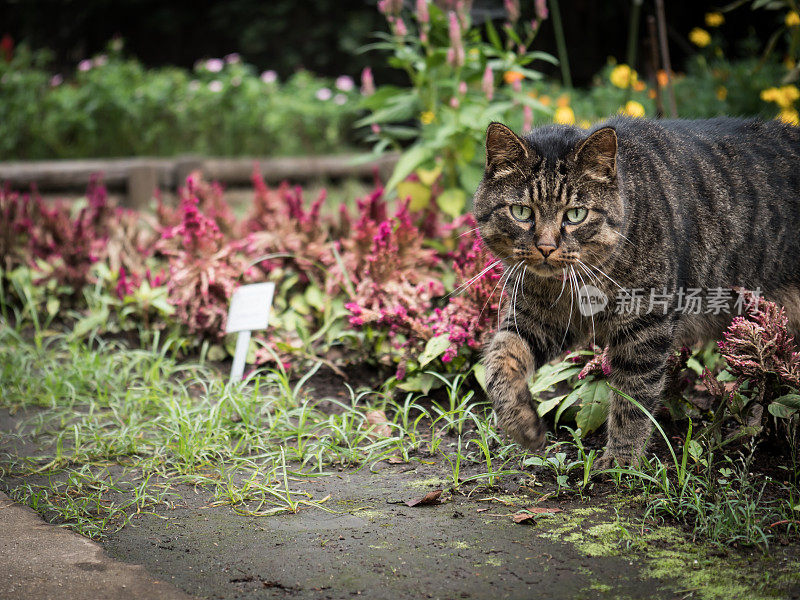 只流浪猫