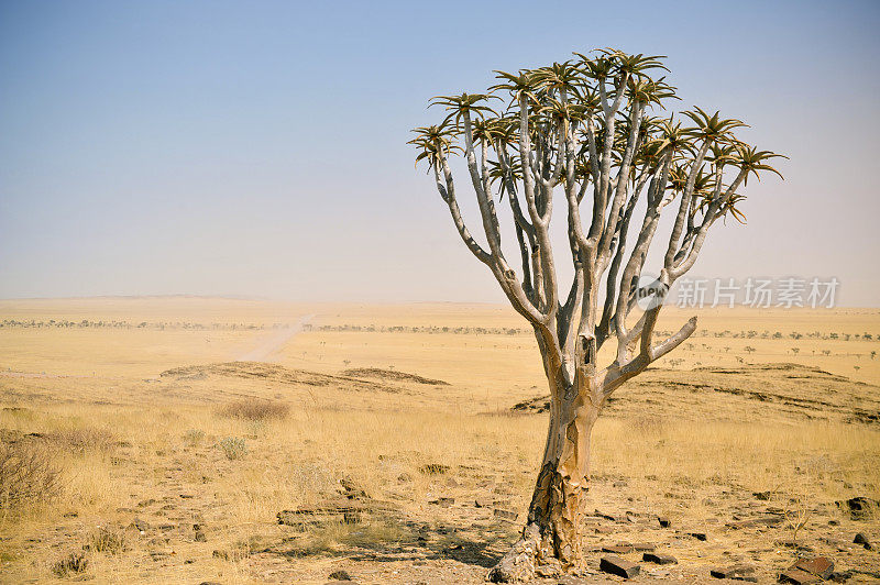 纳米比亚沙漠中的一种箭袋树(芦荟)
