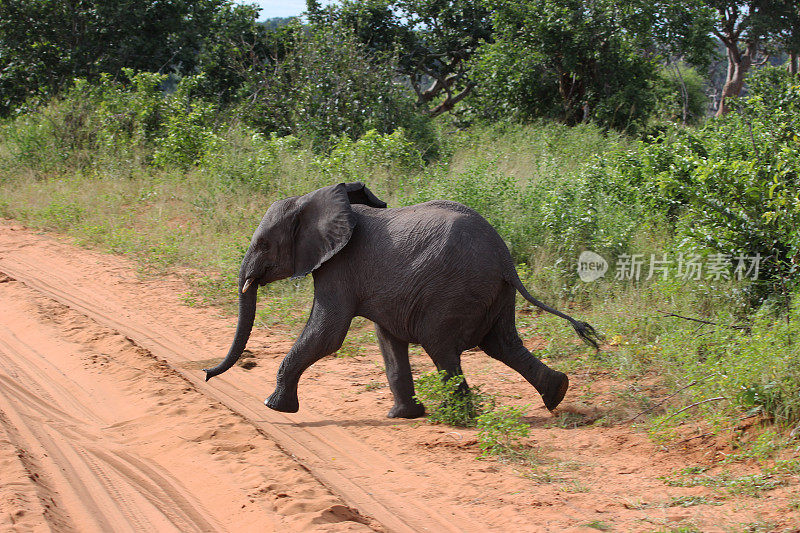 博茨瓦纳:小非洲象在丘比国家公园穿过马路