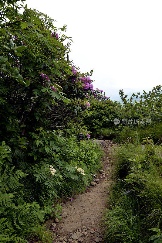 阿巴拉契亚山道节