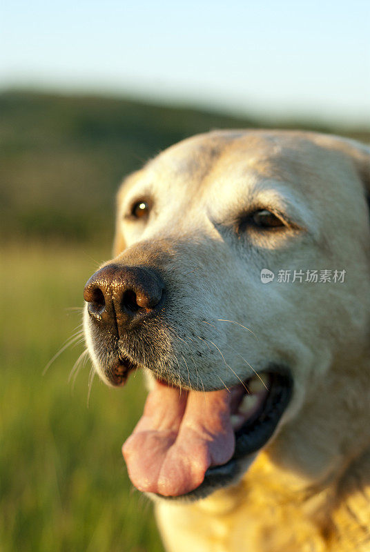 拉布拉多寻回犬