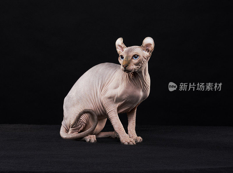 Sphynx猫