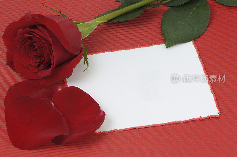 空白的情书，红色背景，玫瑰花瓣