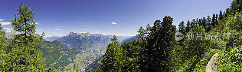 夏季高山步道瑞士松林