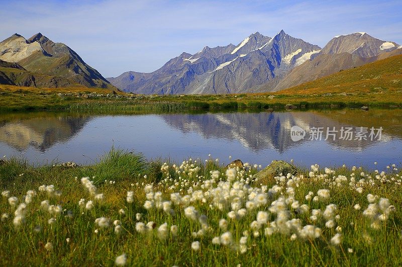 湖面倒映，瑞士阿尔卑斯山倒映，棉花野花田，泽马特