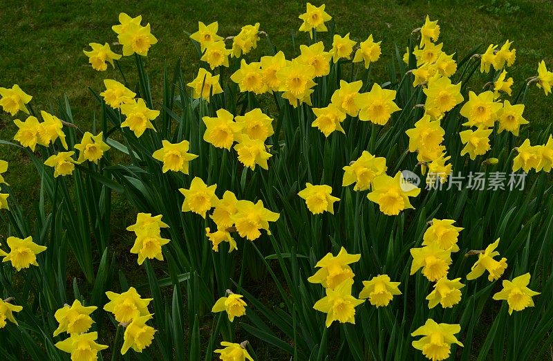 英国水仙花集团