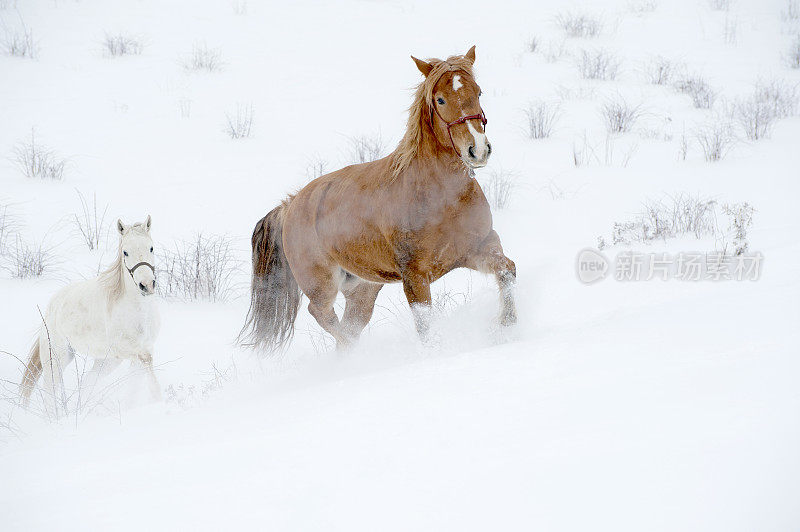 雪中奔跑的两匹马