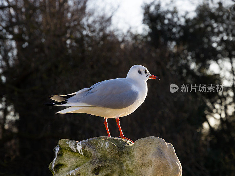 伦敦海德公园的海鸥