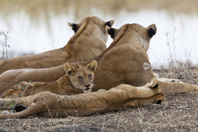 坦桑尼亚塞伦盖蒂的小狮子和雌狮子