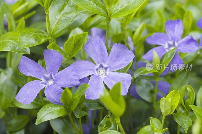 小长春花(小长春花)