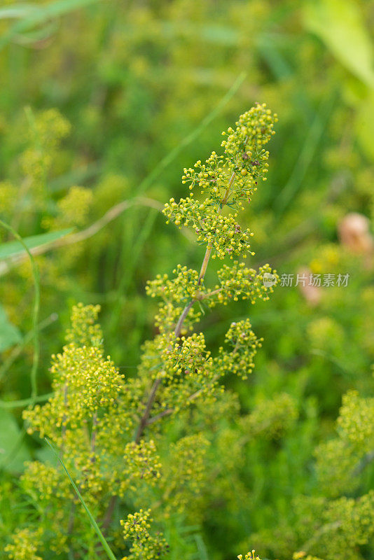 治疗药草-金盏花-花蕾