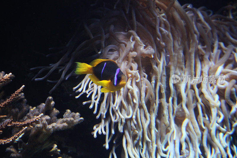 红海中的水下珊瑚礁